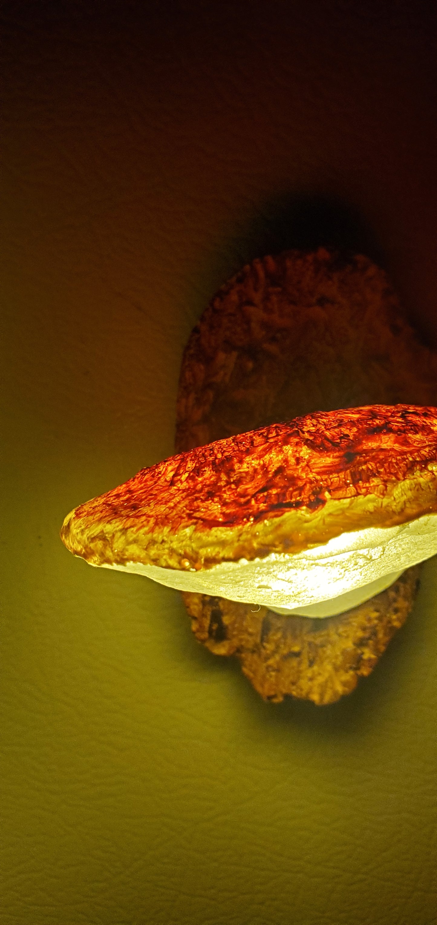 Mushroom lights
