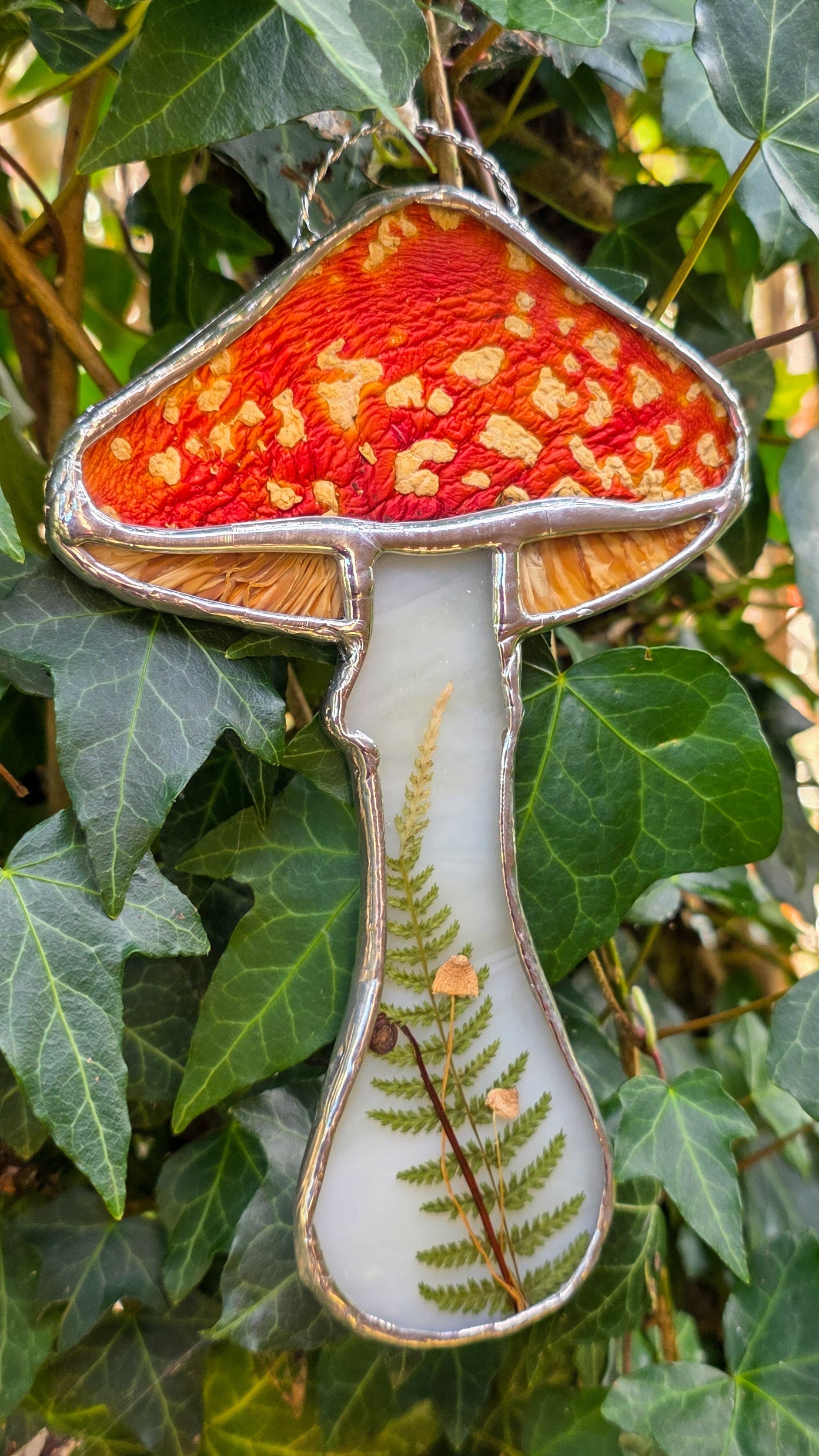 Amanita Muscaria