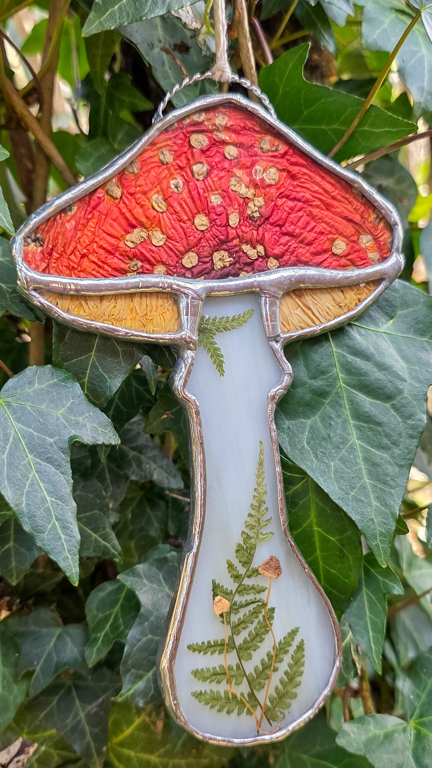 Amanita Muscaria