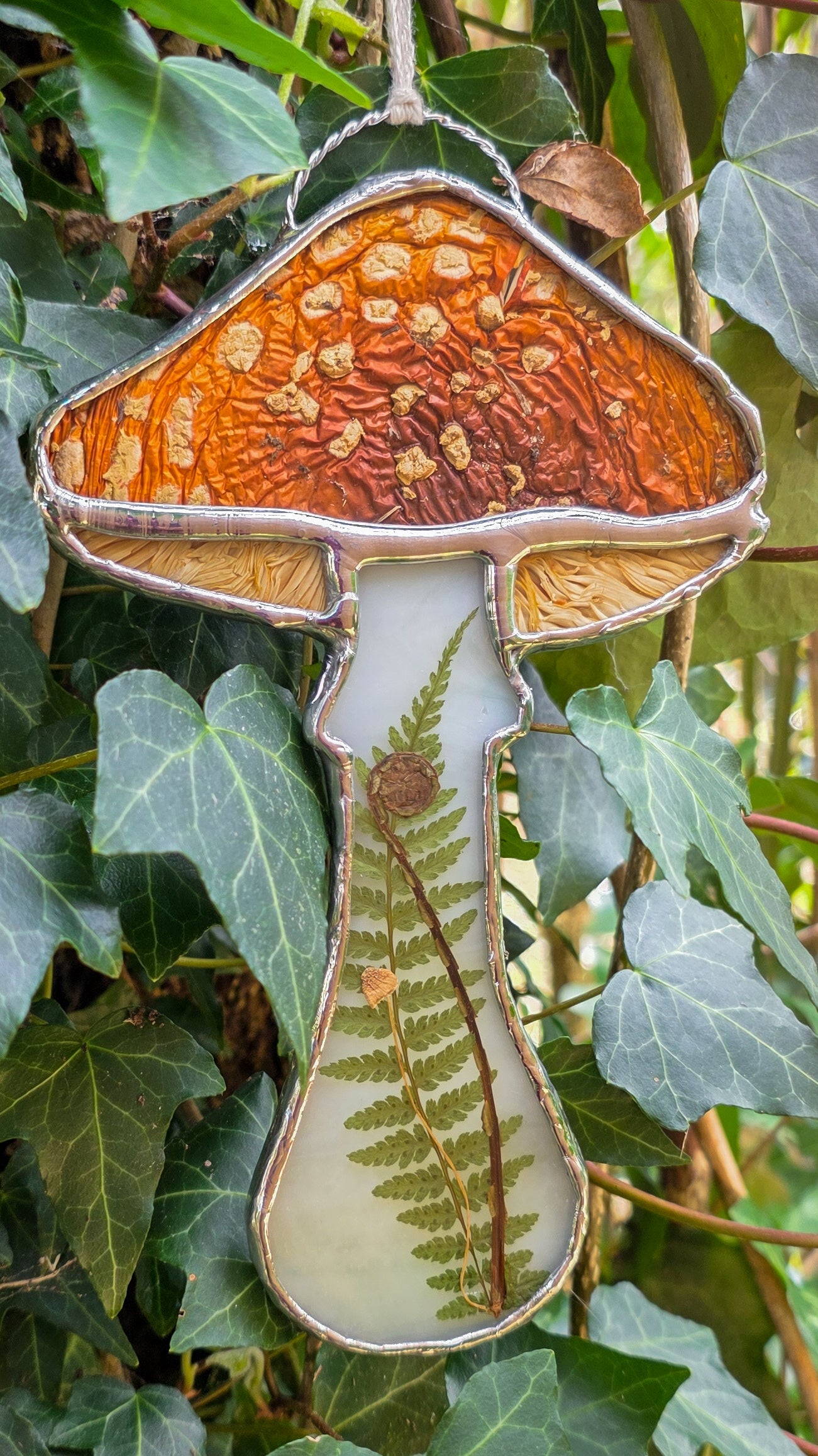 Amanita Muscaria