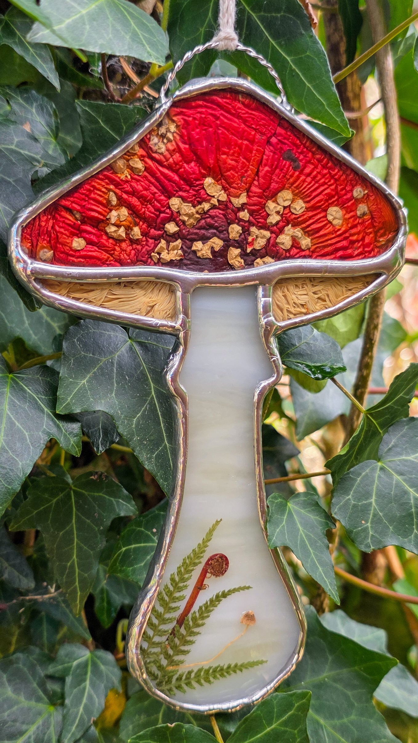 Amanita Muscaria