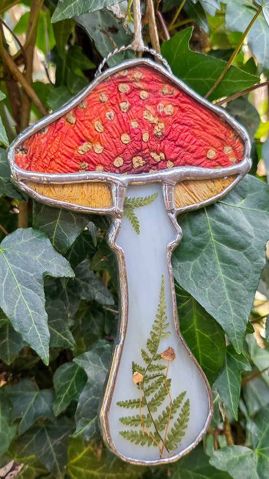 Amanita Muscaria